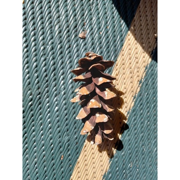 Pine Cones, White Pine, 20 count Eastern Michigan Hand picked in nature 3-7" - Picture 5 of 8